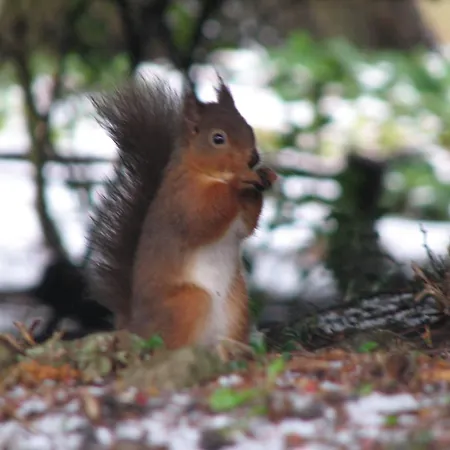 ベッド・アンド・ブレックファスト ストラスモア ゲスト ハウス